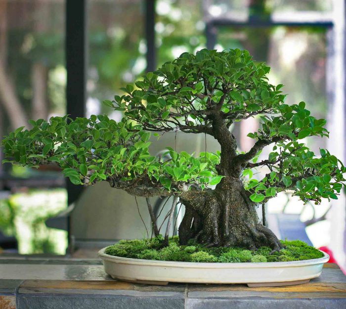 Ιερό Ficus