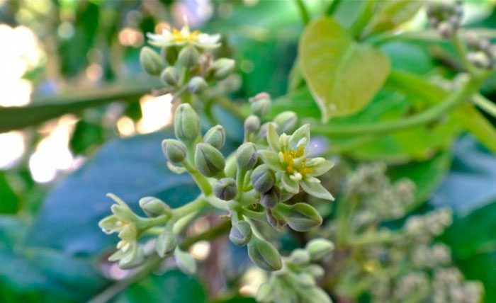 פרחי אבוקדו