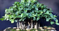 Ficus de bengala