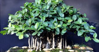 Ficus bengálsko