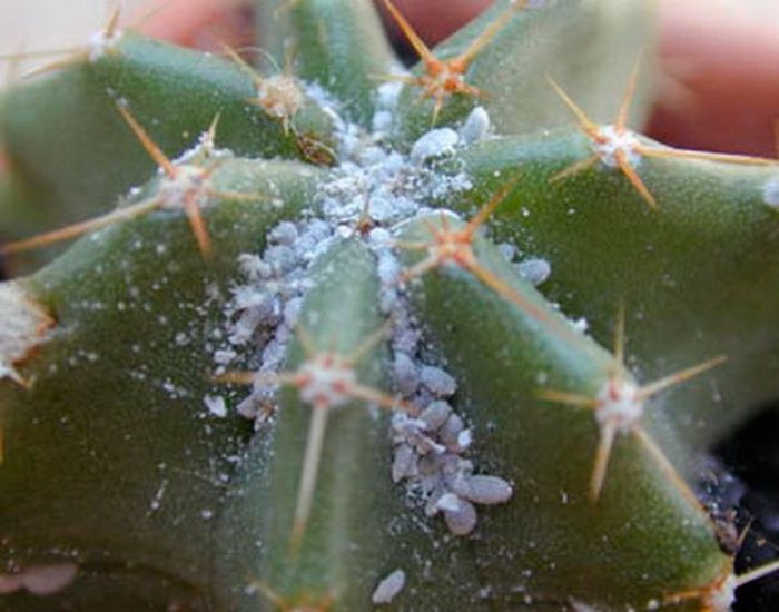 wolluis op cactussen