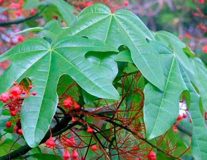 Brachychiton de hojas de arce