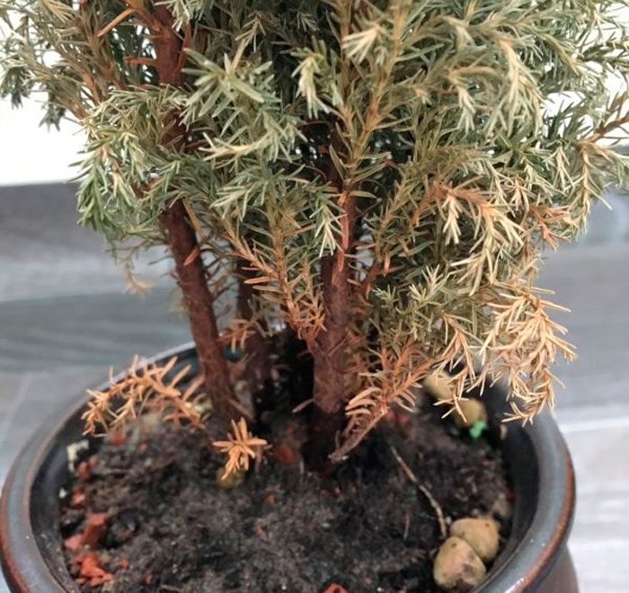 Cypress plagen en ziekten