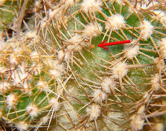 Ácaro del cactus