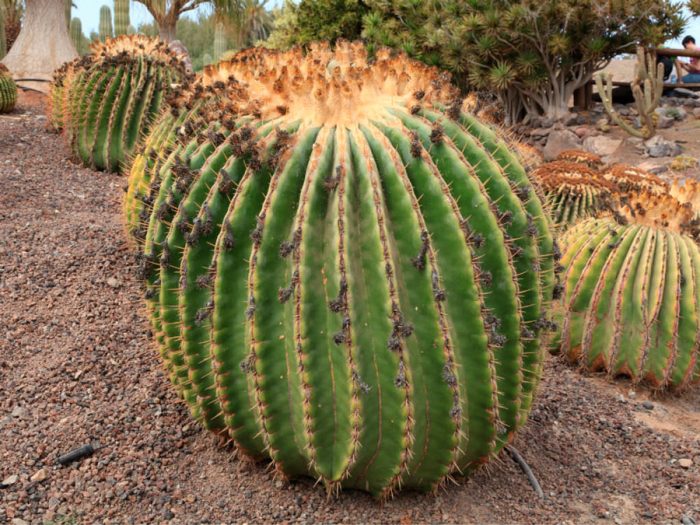 Echinocactus de forma plana