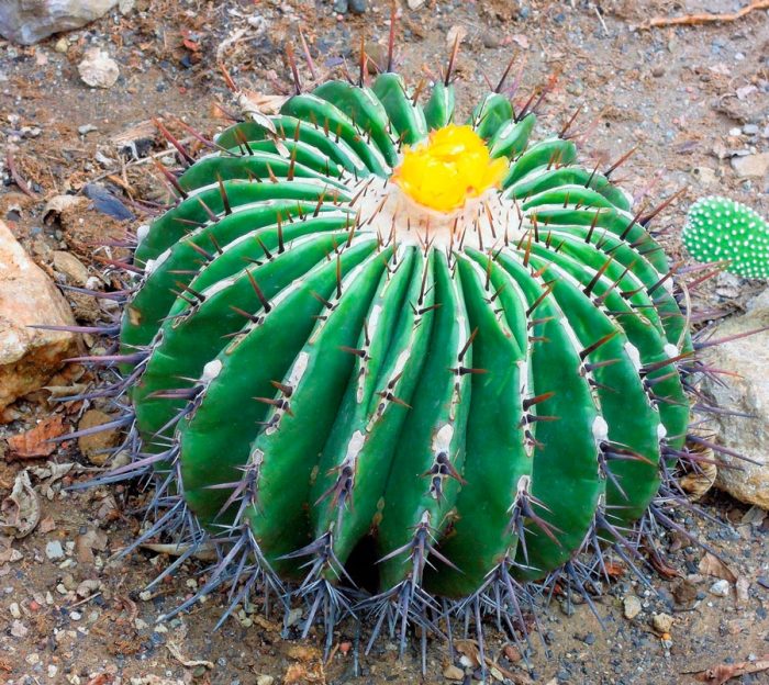 Echinocactus breedstekig
