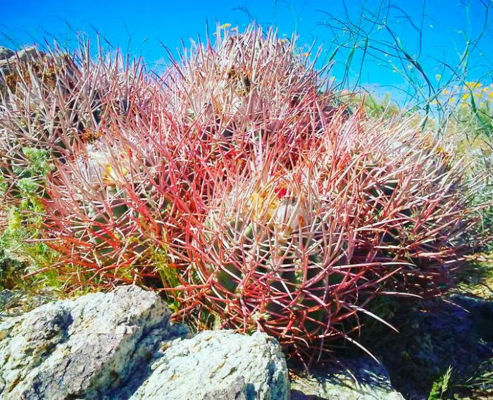 Echinocactus หลายหัว