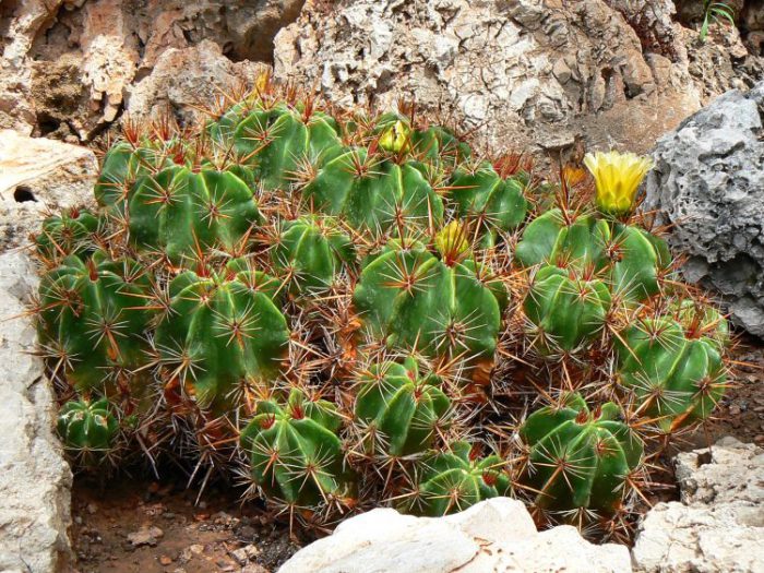 Ferocactus moćan (Ferocactus robustus)