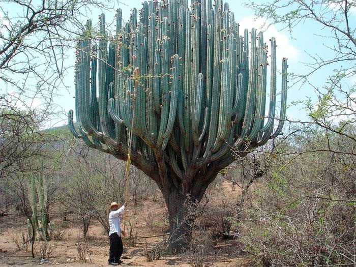 Cereus Giant (pustynny gigant)