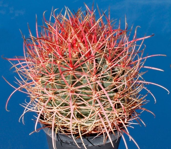 Ferocactus أسطواني (Ferocactus acanthodes)