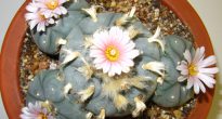 Lophophore kaktus