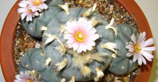 Lophophore kaktuss