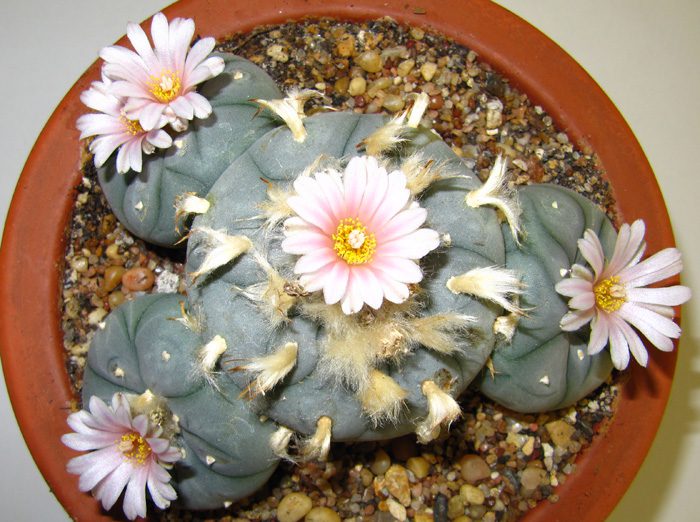 Lophophore kaktusas