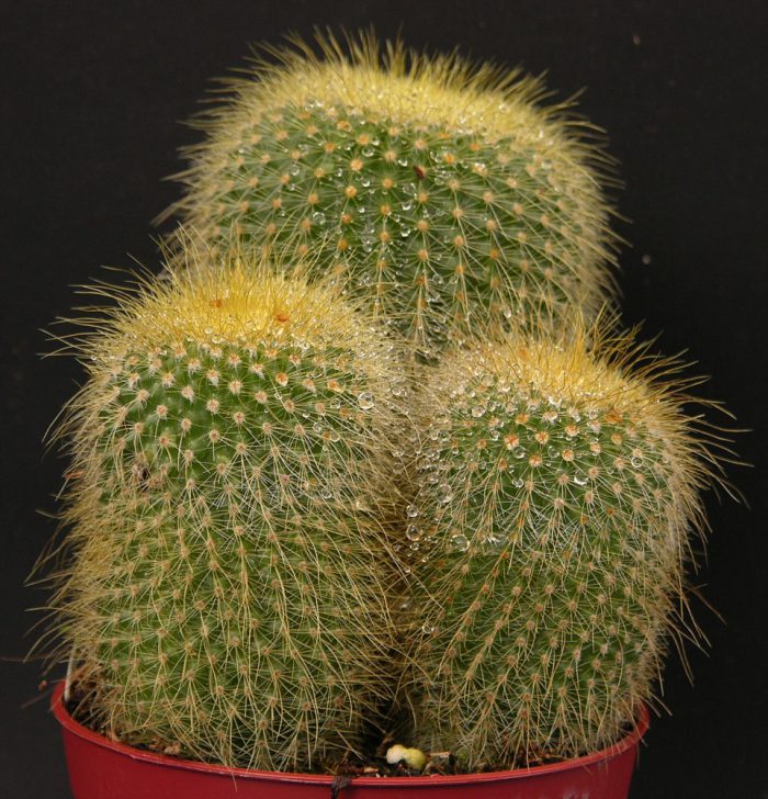 Notocactus leninghausii (Notocactus leninghausii)