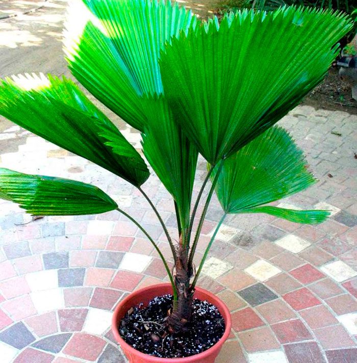 Licuala palmiyesi