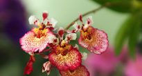 Tolumnia-orkidea