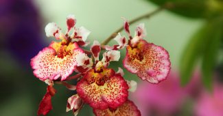 Orchidée Tolumnia