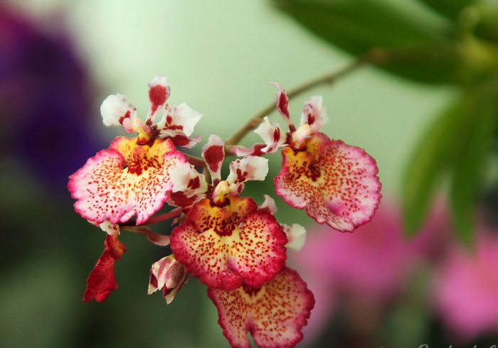 Tolumnia orkide
