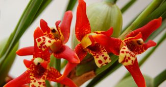 Orchideenmaxillaria