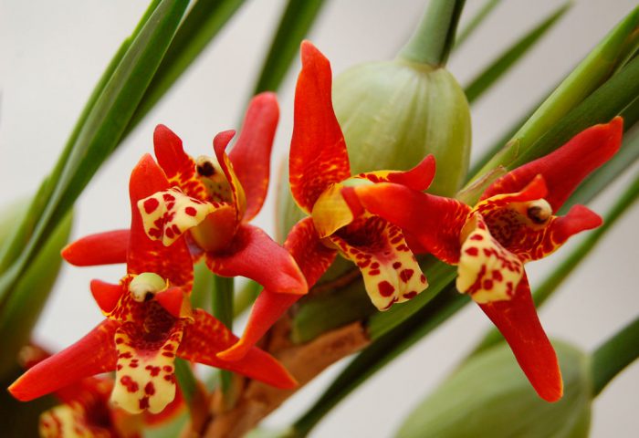Maxillaria orquídea