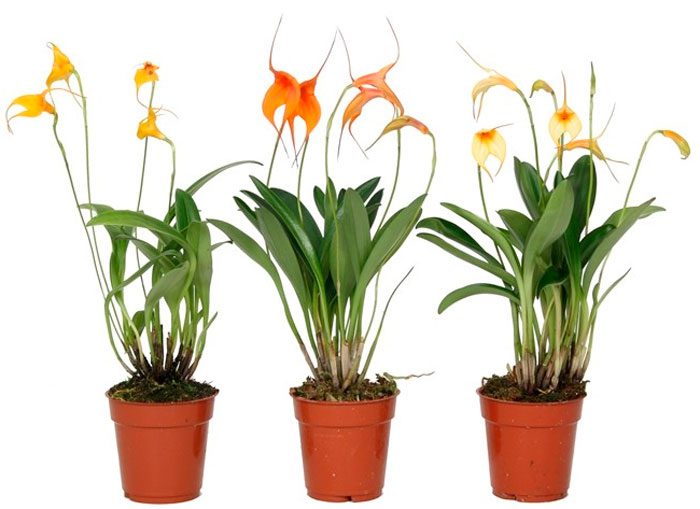 Masdevallia-orkidea