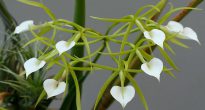 Orchidée Brassavola