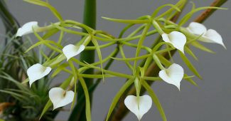 Brassavolan orkidea