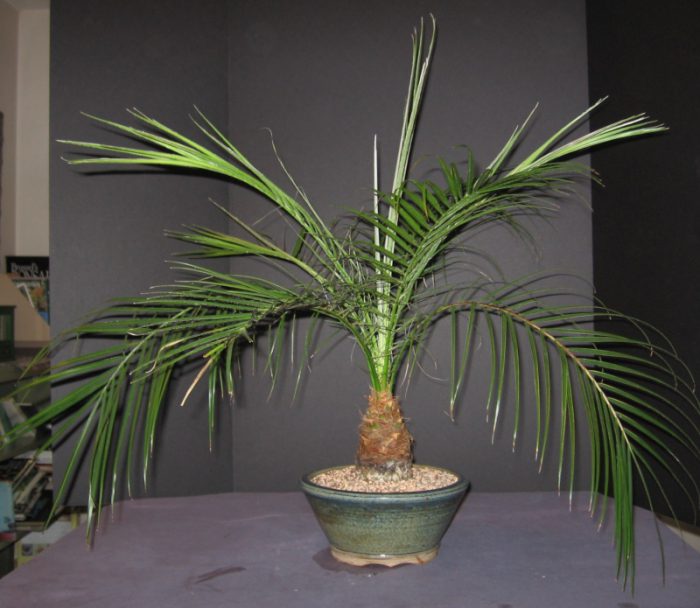Phoenix palmepleje derhjemme