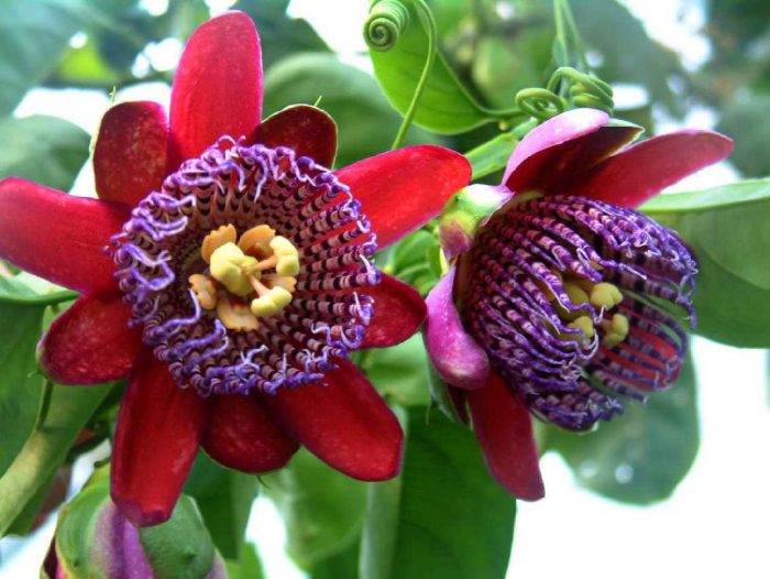 Passiflora dört yüzlü (Passiflora quadrangularis)