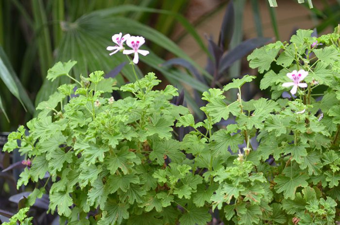 Pelargonium arrissat (Pelargonium crispum)