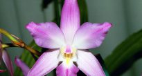 Lelia orchidee