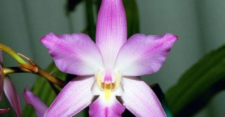Lelijas orhideja