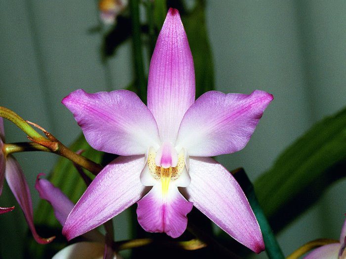 Lelia orchid