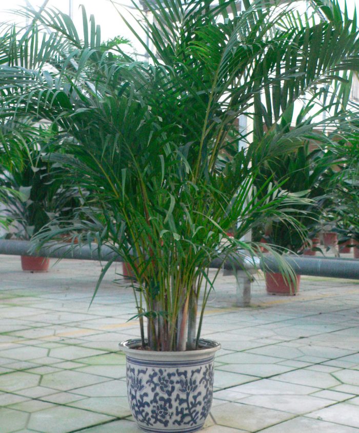 Chrysalidocarpus kellertävä (Chrysalidocarpus lutescens)