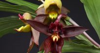 Catasetum d'orchidée