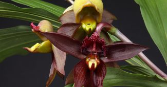 Catasetum orquídea