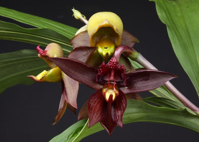 Catasetum orchidea