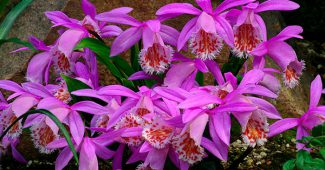 Orchideen-Playone