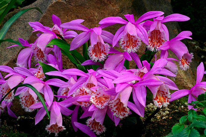 Орхидея плейон