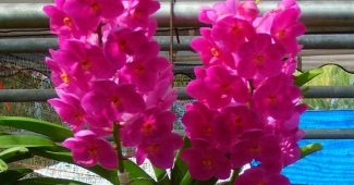 Ascocentrum orchidej
