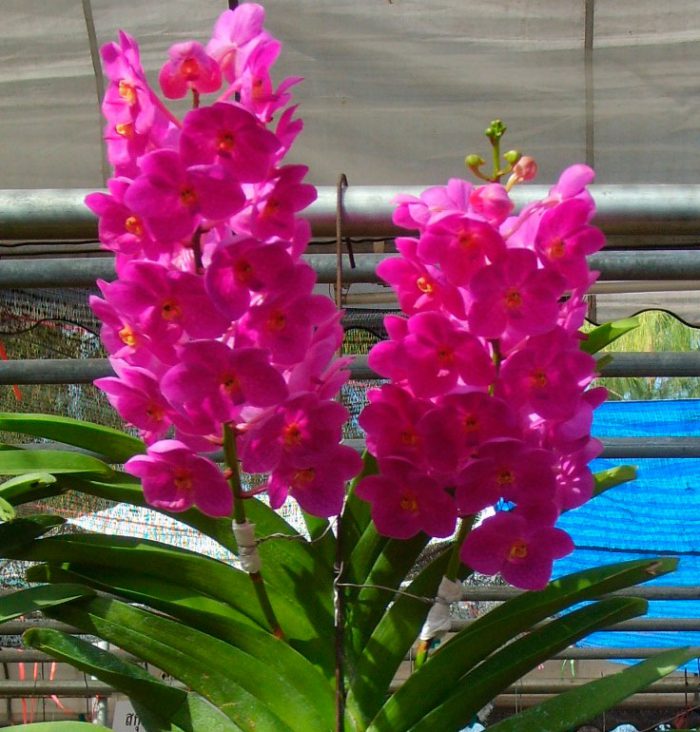 Orchidée Ascocentrum