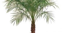 Palmeira Phoenix