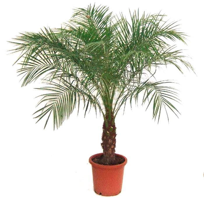 Phoenix palmiyesi