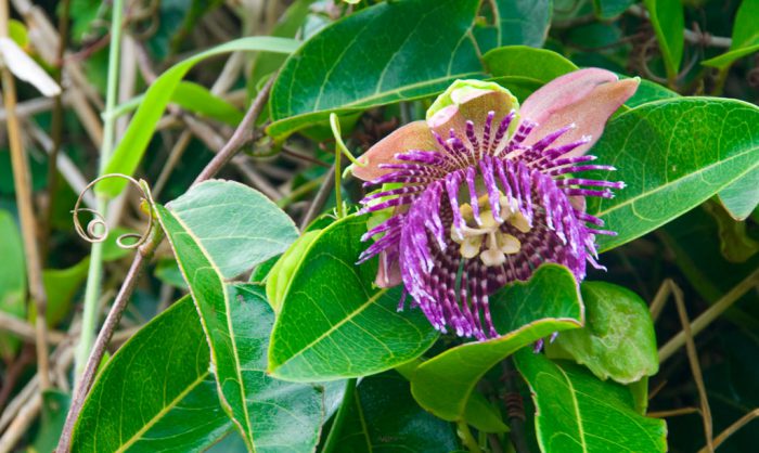 Passionflower laurel (Passiflora laurifolia)