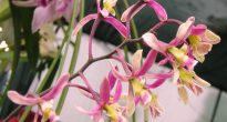 Orhideju enciklopēdija