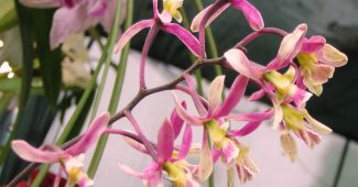 Orchideenenzyklie