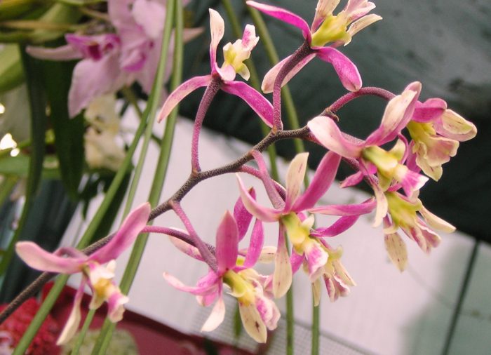Encyclia orquídea