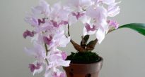 Orquídea aghanizia