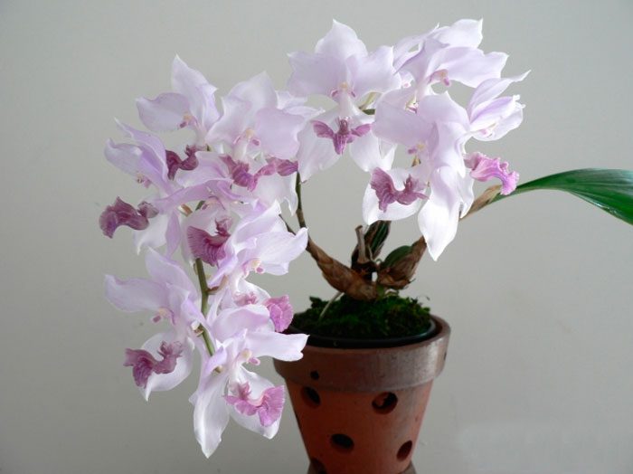 Orchidée Aghanizia