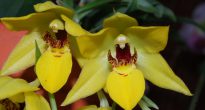 Intercanviar orquídia
